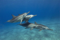   Spinner dolphin STENELLA LONGIROSTRIS Kona Hawaii  